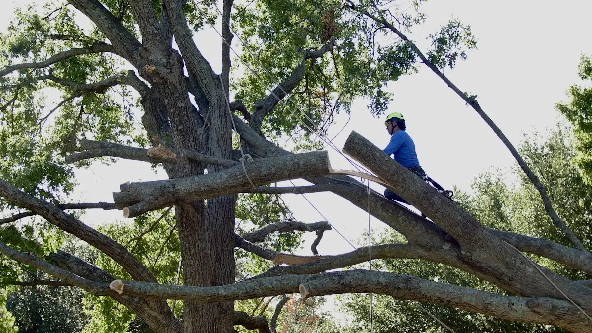 Professional Hazardous Tree Removal performed by certified arborists in Branch