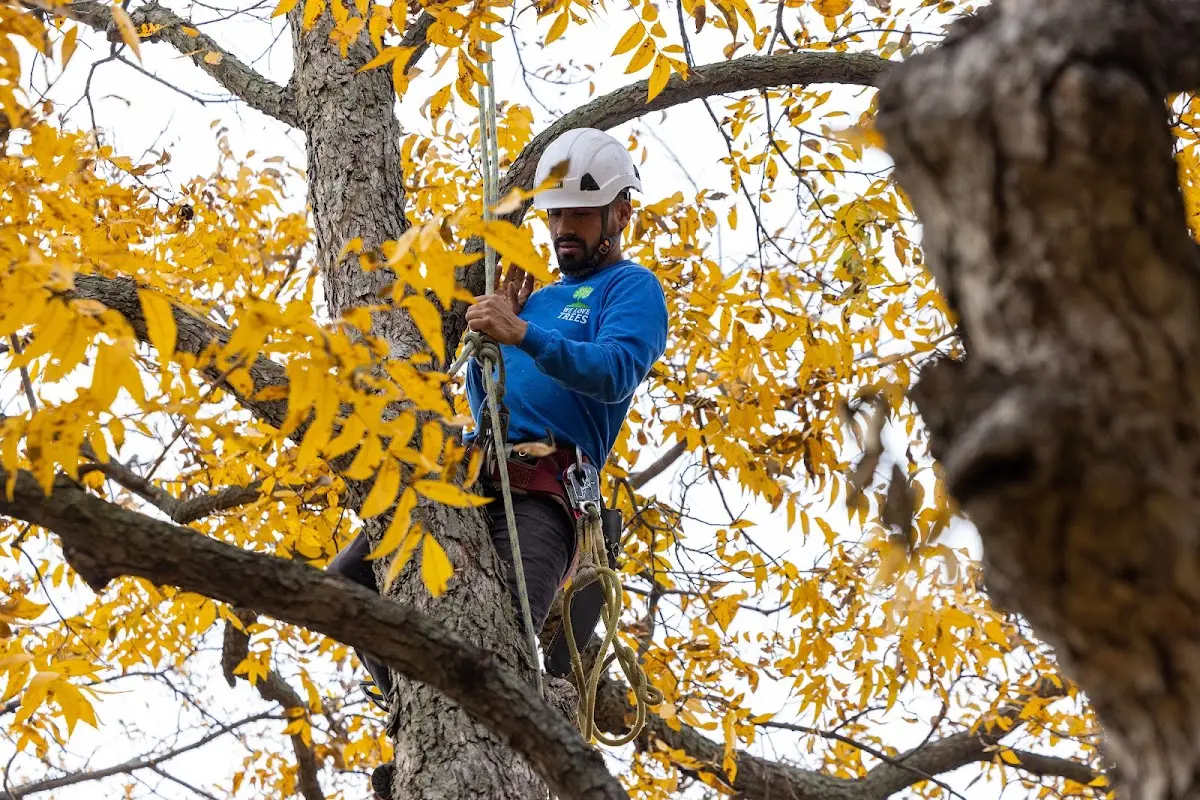 Skilled Emergency Tree Service crew working in Branch